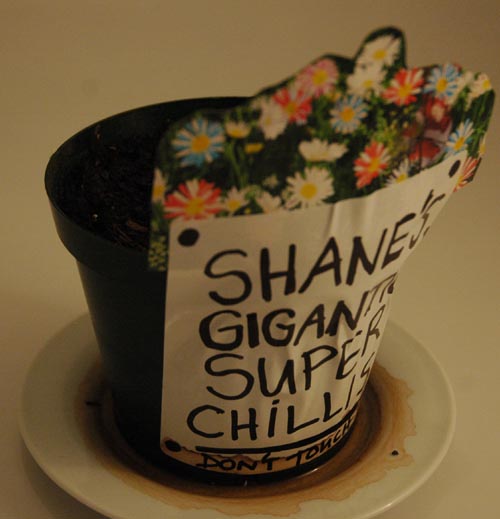 shane