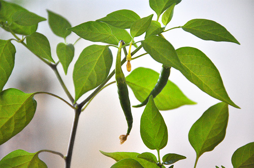 Mike's Winning Chilli